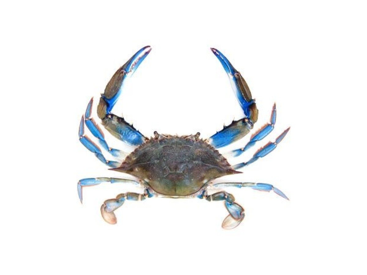 Blue Crab