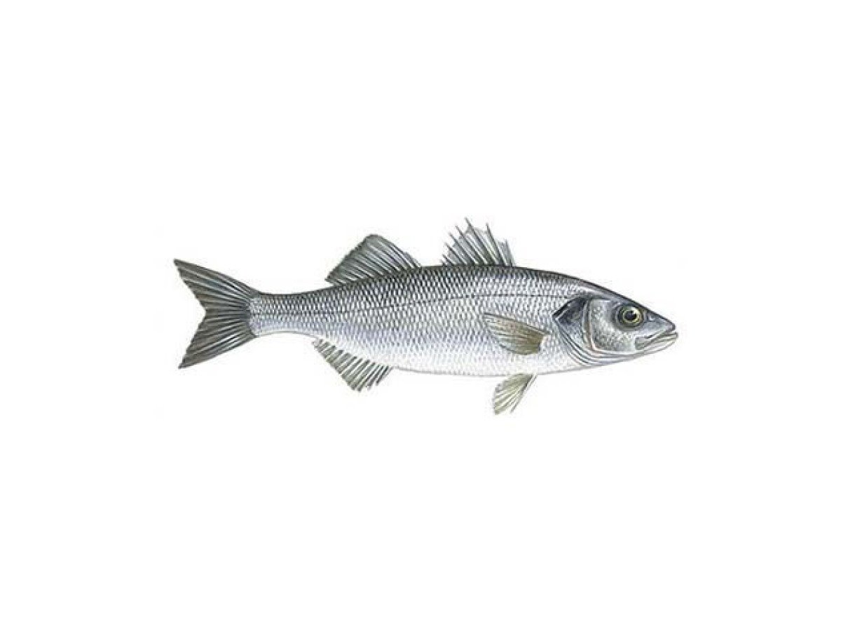 European seabass