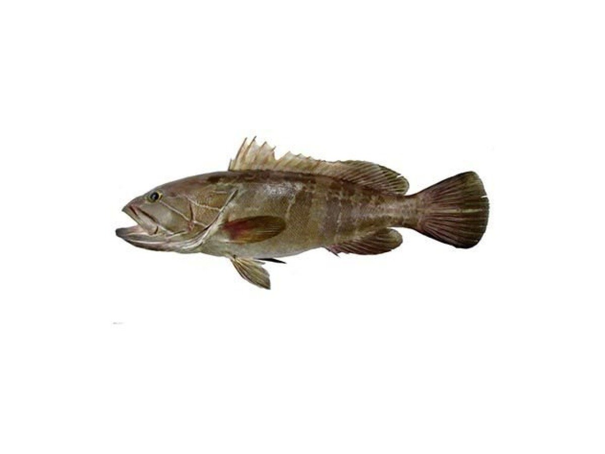 White grouper