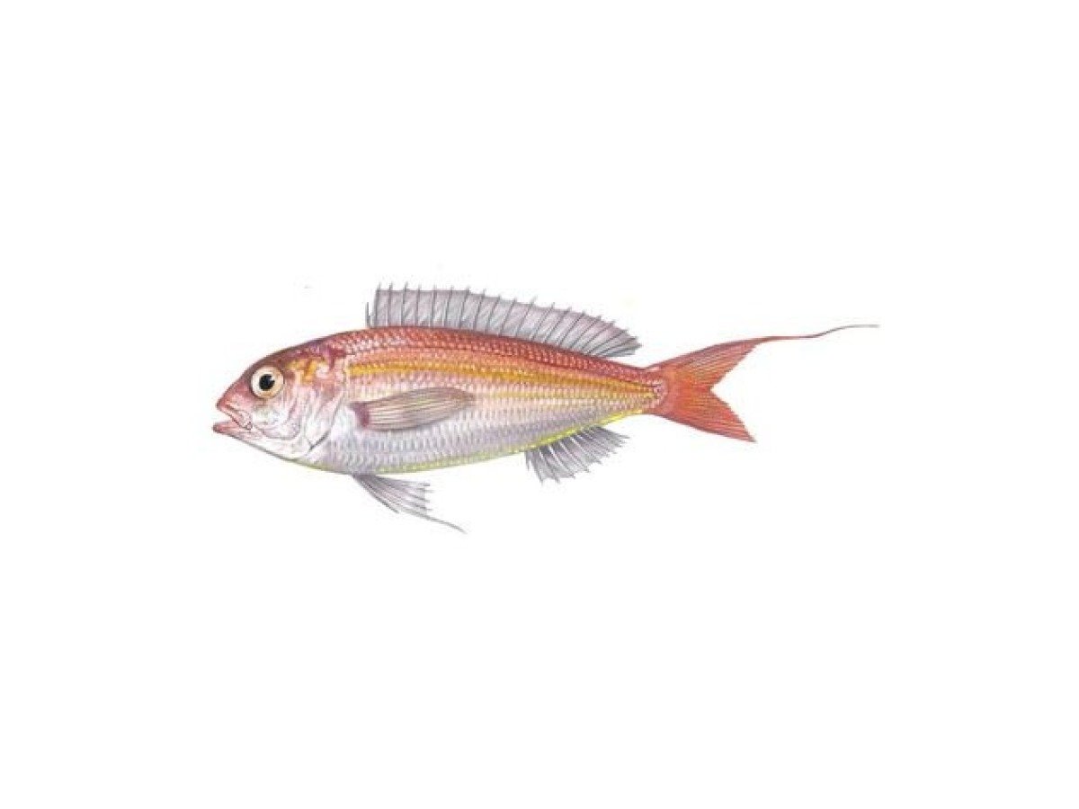 Randall’s threadfin bream