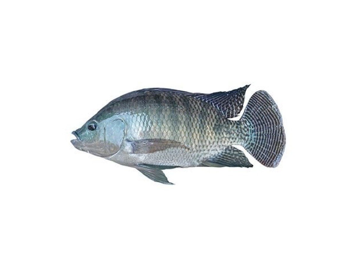 Nile Tilapia