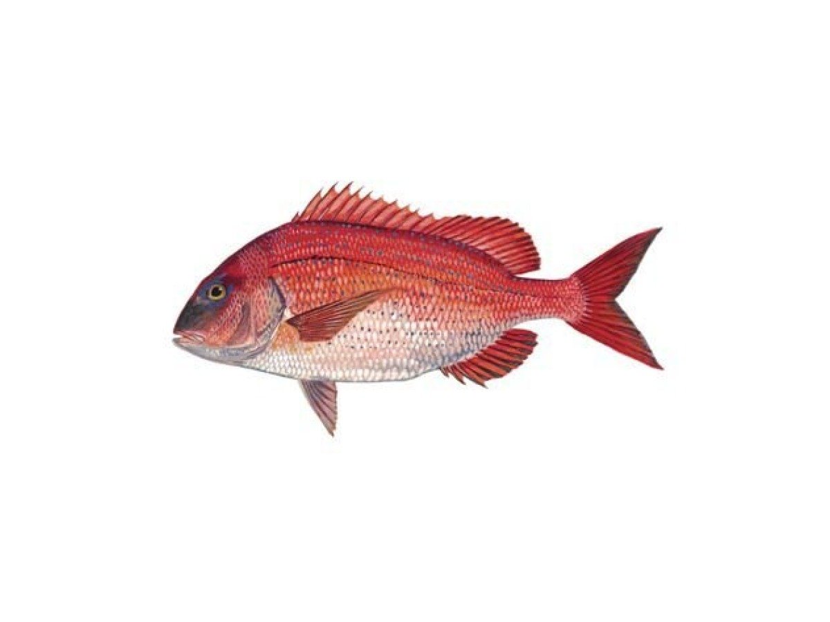 Red Porgy