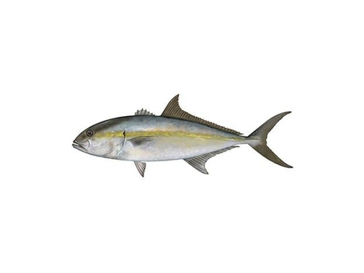 Greater Amberjack