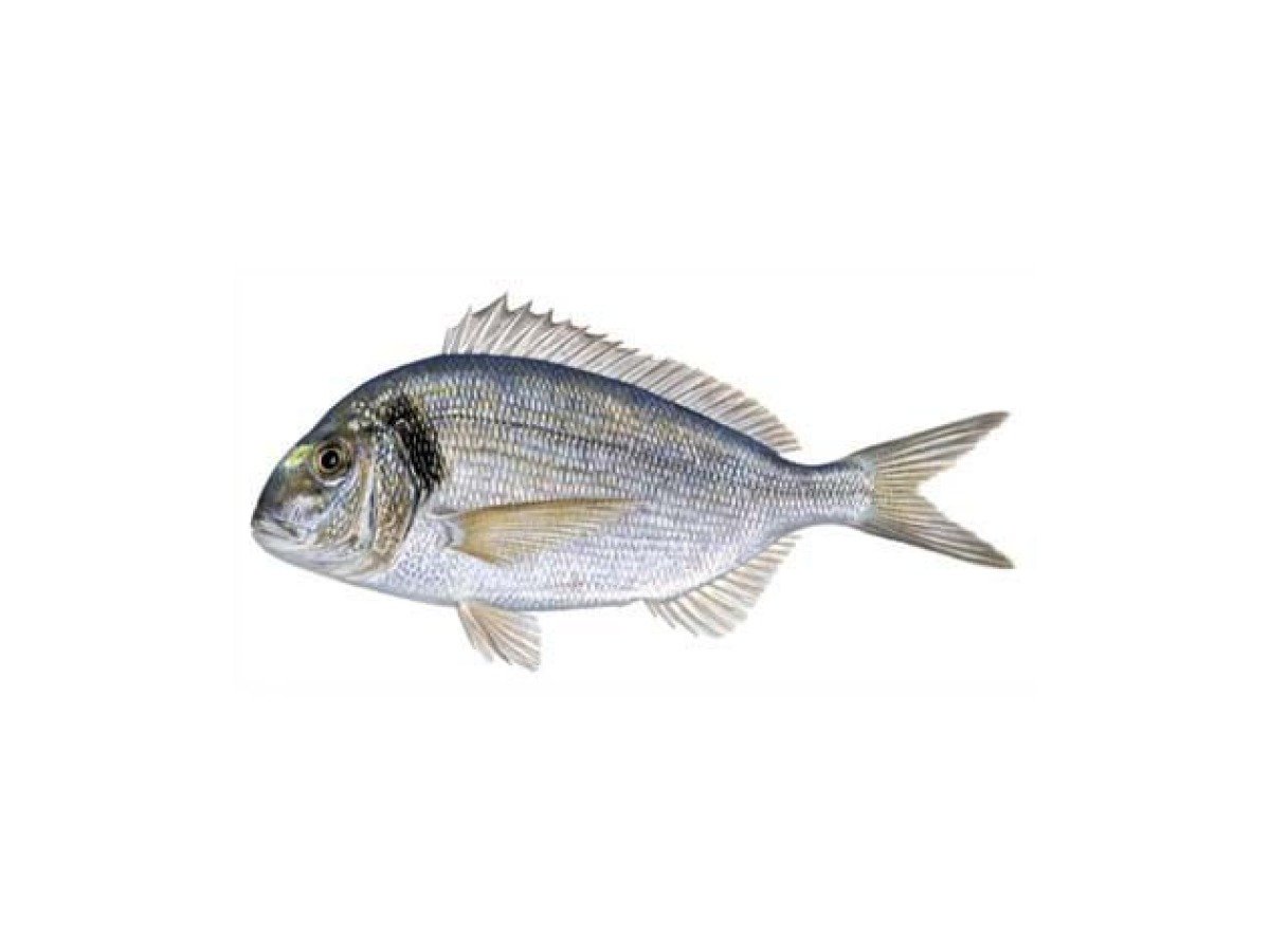 Premium Mediterranean fish