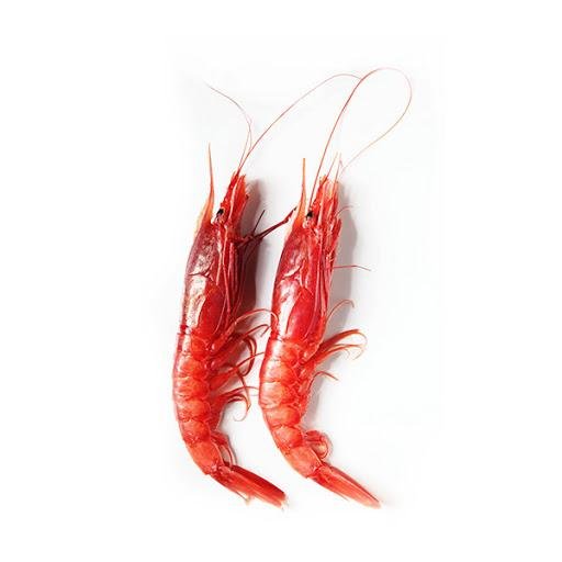 Aristaeomorpha foliacea